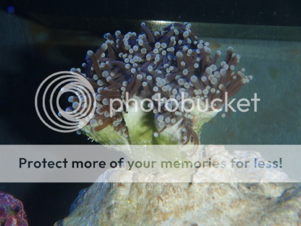 Torch Coral The Reef Tank