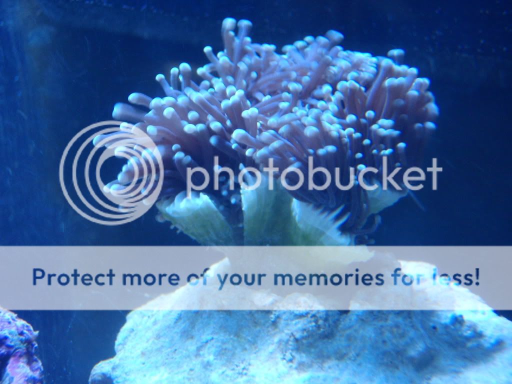 torch coral skeleton