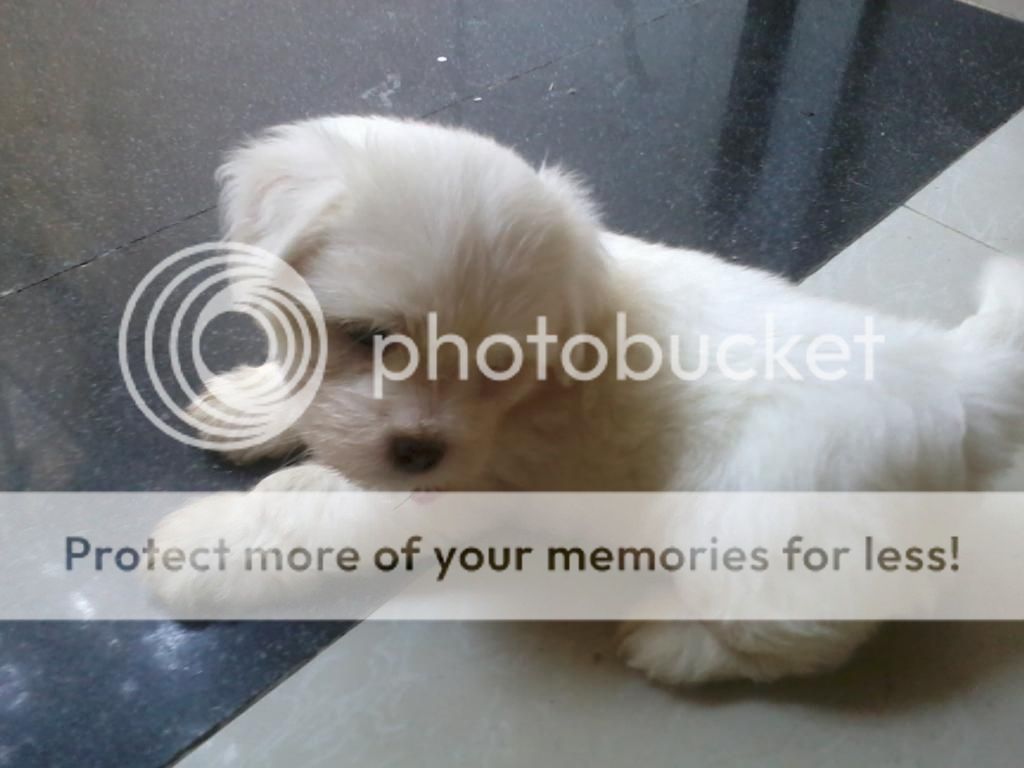 2 em Nhật lai cần tìm chủ mới - 7