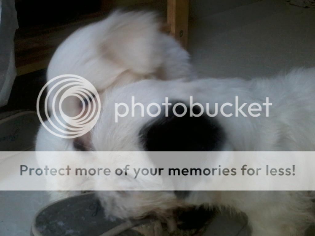 2 em Nhật lai cần tìm chủ mới - 1