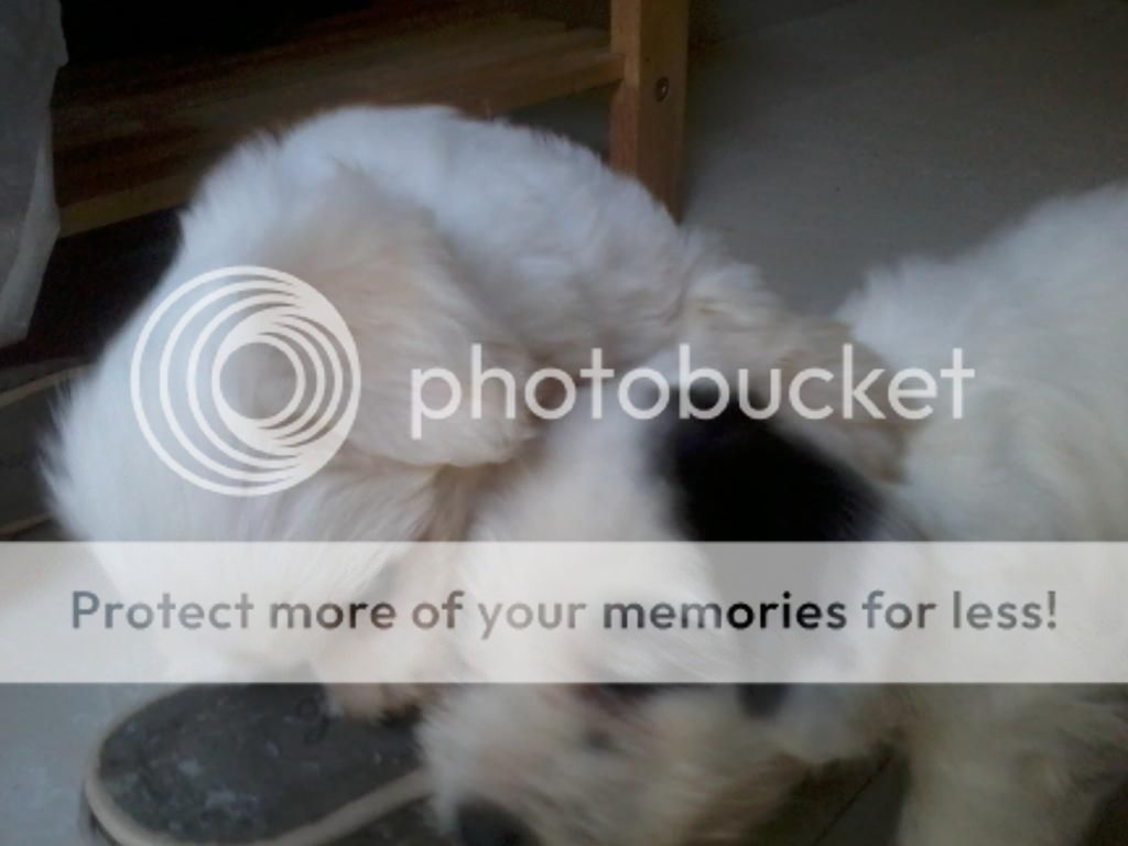 2 em Nhật lai cần tìm chủ mới