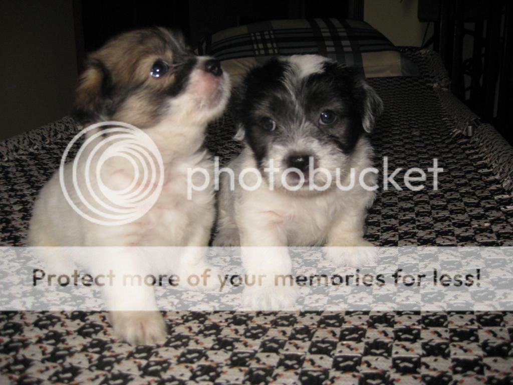 2 em Nhật lai cần tìm chủ mới - 2