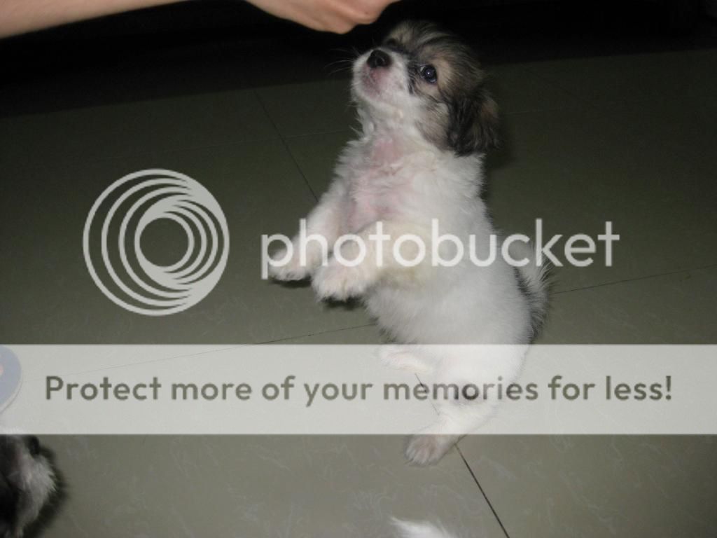 2 em Nhật lai cần tìm chủ mới - 3