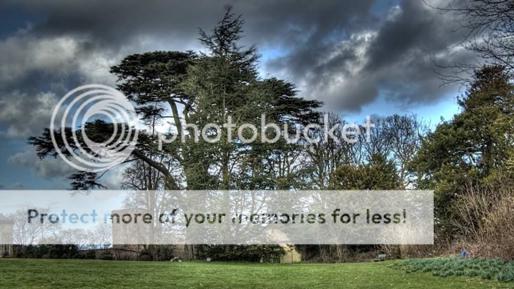 Blaise Estate, Bristol Trees Photo Maestro