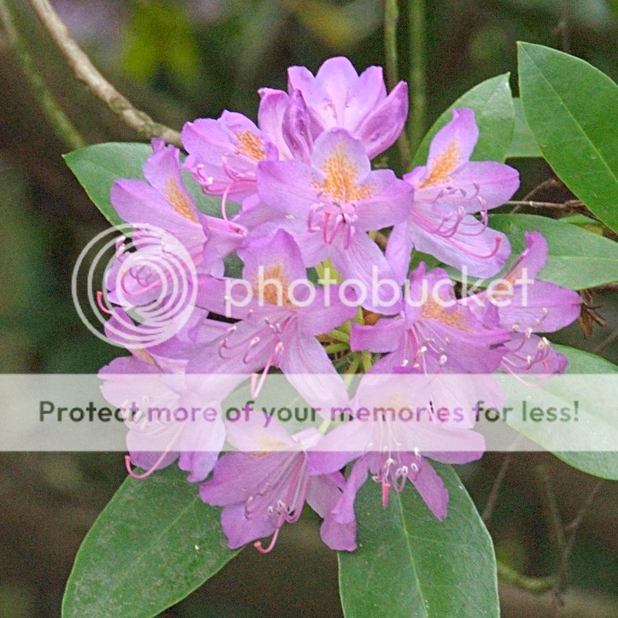 photo B_DSD2439_zpsvkvccqug.jpg
