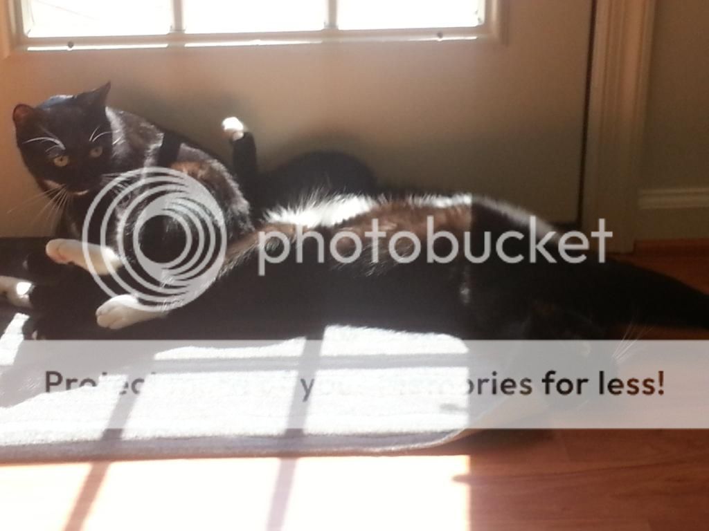 Crackling Sound In Jaw When Chewing free tubediet