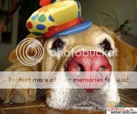 红鼻子大叔很淡定